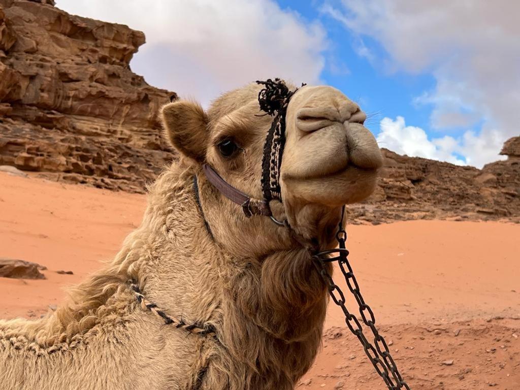 Maraheb Luxury Camp Wadi Rum Exterior foto